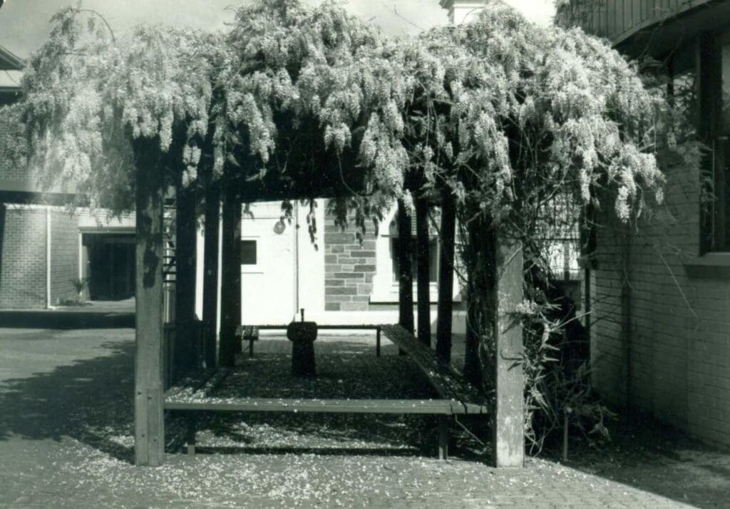 The wisteria arch at Middle School in 1984